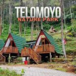 Telomoyo Nature Park, Penginapan Unik di Magelang, Rasakan Sensasi Menginap di Tengah Hutan Pinus